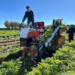 China develops efficient carrot harvesting machine