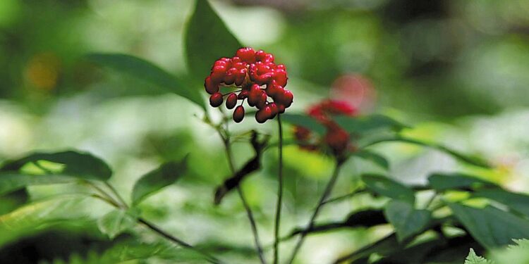 Tonghua Ginseng Industry Thrives