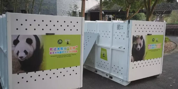 2 giant pandas depart China for Australia in conservation partnership
