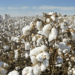 Improving Pakistan's Cotton: Lessons from China’s Xinjiang