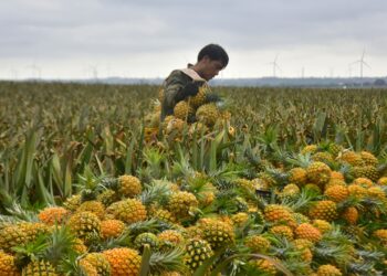 Pakistan to learn from China’s pineapple farming expertise