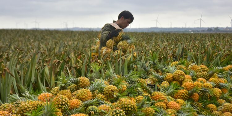 Pakistan to learn from China’s pineapple farming expertise