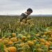 Pakistan to learn from China’s pineapple farming expertise