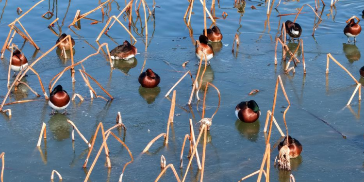 Critically endangered ducks spotted in N China reserve