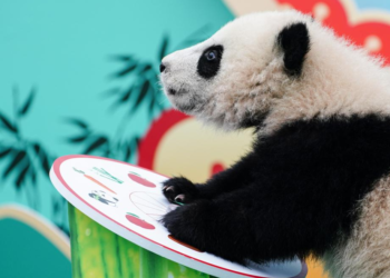 Giant panda cubs celebrate Spring Festival in Sichuan