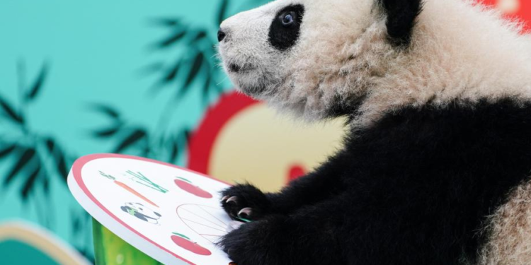 Giant panda cubs celebrate Spring Festival in Sichuan