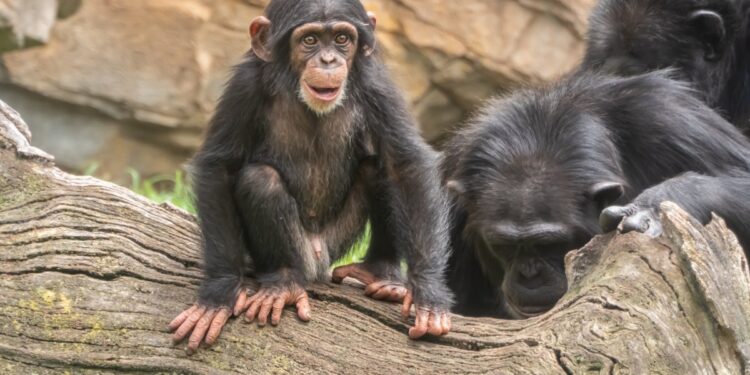 Scientists develop most refined chimpanzee brain atlas