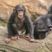 Scientists develop most refined chimpanzee brain atlas