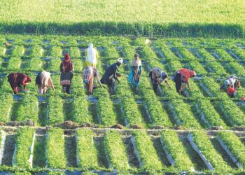 Pakistan to send 1000 agri experts to China