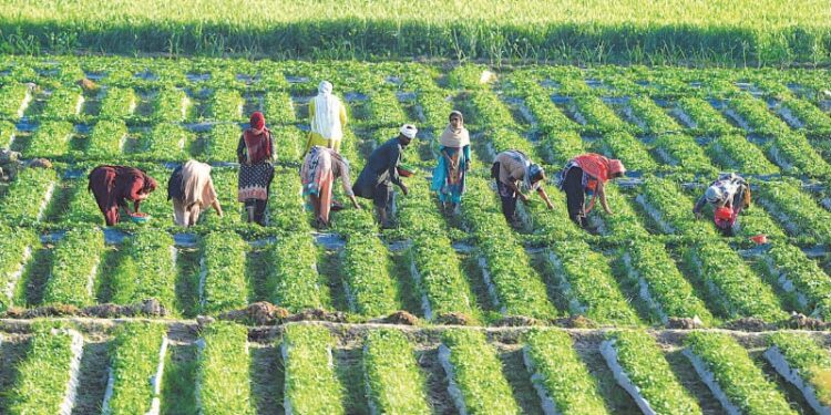 Pakistan to send 1000 agri experts to China
