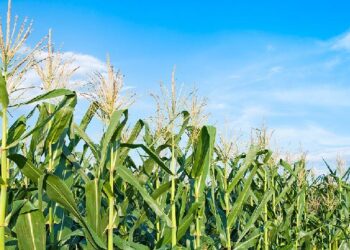 Chinese scientists develop gene-editing technique for corn yield