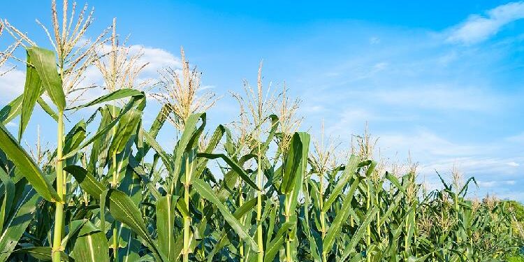 Chinese scientists develop gene-editing technique for corn yield