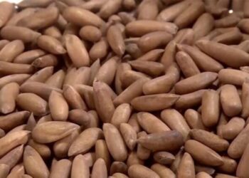 Pakistani Pine Nut exports to China cross $18m in 2024