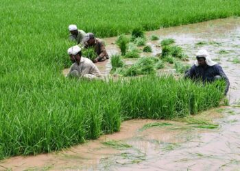 SIFC launches Green Corporate Initiative for agriculture sector