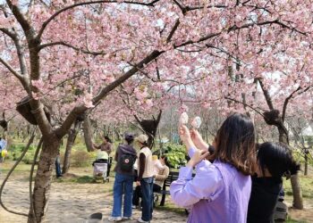 East China city hosts international cherry blossom festival