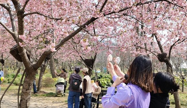 East China city hosts international cherry blossom festival