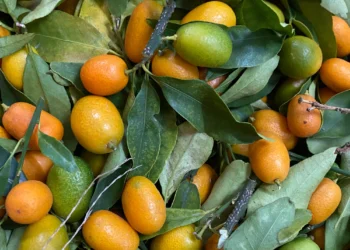 Chinese Kumquat Gains Popularity in Lahore’s Home Gardens