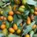 Chinese Kumquat Gains Popularity in Lahore’s Home Gardens