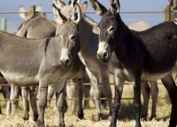 Pakistan, China hold meeting to develop donkey industry