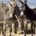 Pakistan, China hold meeting to develop donkey industry