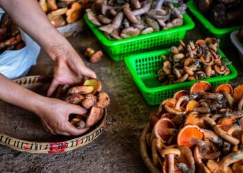 China’s forest food industry hits 10 trillion yuan