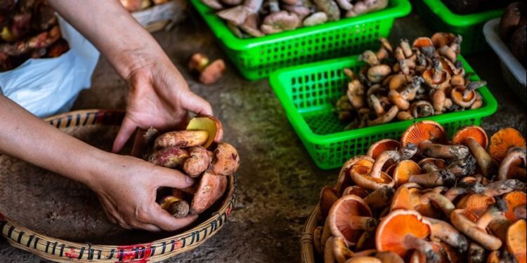 China’s forest food industry hits 10 trillion yuan