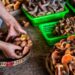 China’s forest food industry hits 10 trillion yuan