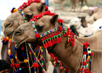 Pakistan begins camel milk powder exports to China