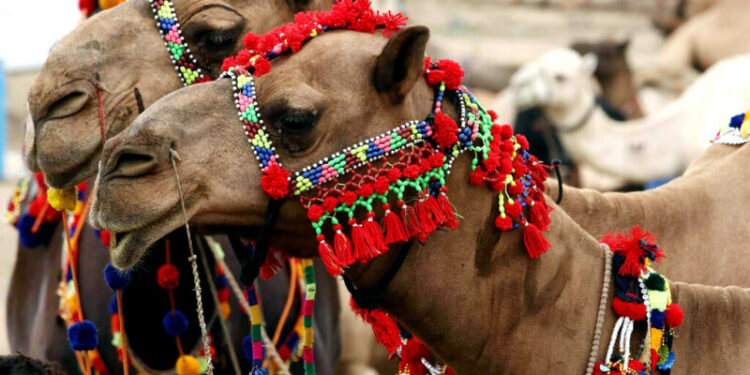 Pakistan begins camel milk powder exports to China