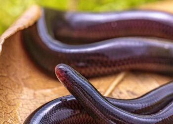 Chinese scientists decode DNA secrets of all-female snake