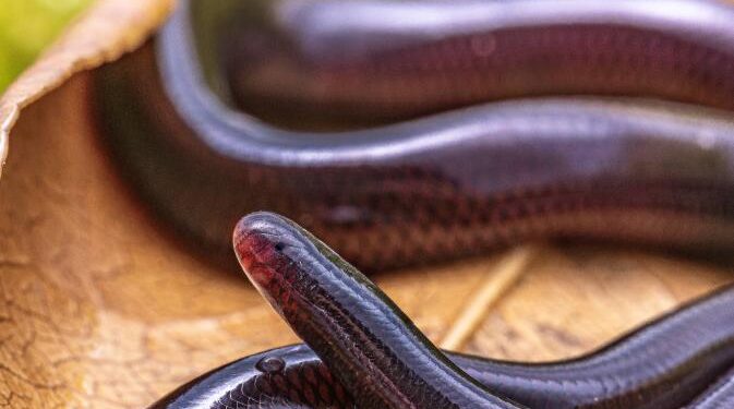 Chinese scientists decode DNA secrets of all-female snake