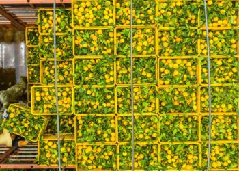 China discovers natural shield against citrus greening disease