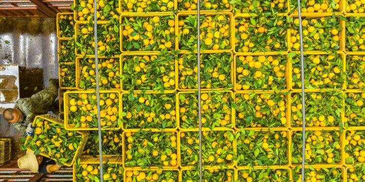 China discovers natural shield against citrus greening disease