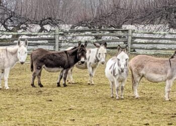 China shows interest in setting up donkey farms in Pakistan