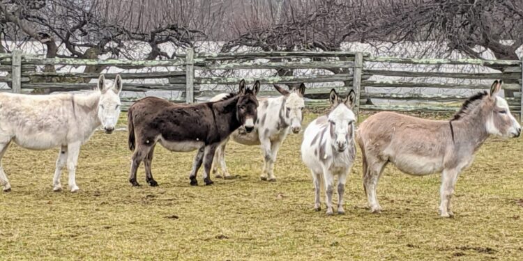 China shows interest in setting up donkey farms in Pakistan