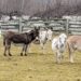 China shows interest in setting up donkey farms in Pakistan