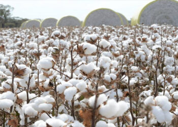 Pakistan, China partner to deepen cooperation in cotton research