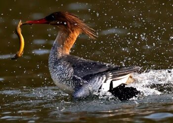 China establishes 903 wetland parks in the last 20 years