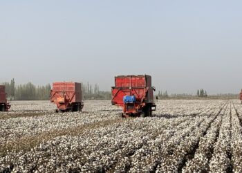 Documentary highlights lives of Xinjiang cotton farmers