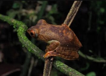 New tree frog species discovered in China