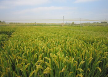 China’s gene discovery boosts rice heat resilience