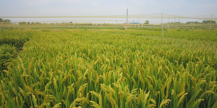 China’s gene discovery boosts rice heat resilience
