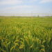 China’s gene discovery boosts rice heat resilience