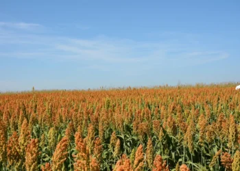 Pakistan eyes $500 Million Sorghum exports to China: TDAP