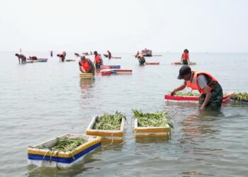 China boosts coastal restoration and protection