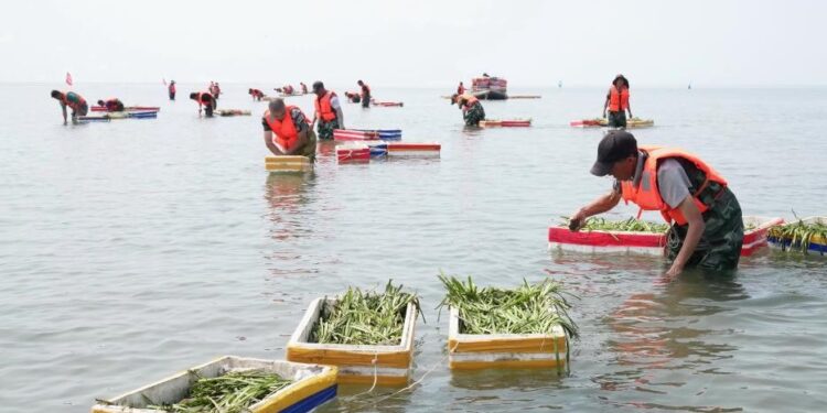 China boosts coastal restoration and protection