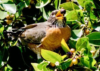 Chinese scientists reveal birds’ sour tolerance