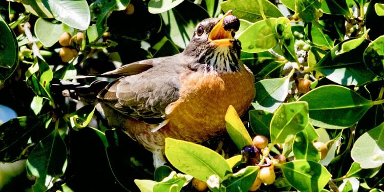 Chinese scientists reveal birds’ sour tolerance