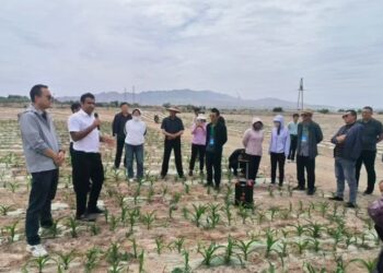 SAU, China to jointly boost dryland and saline agriculture