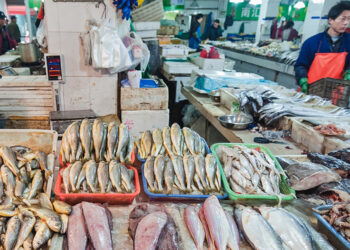 Pakistan’s seafood exports to China surge in H1 2025
